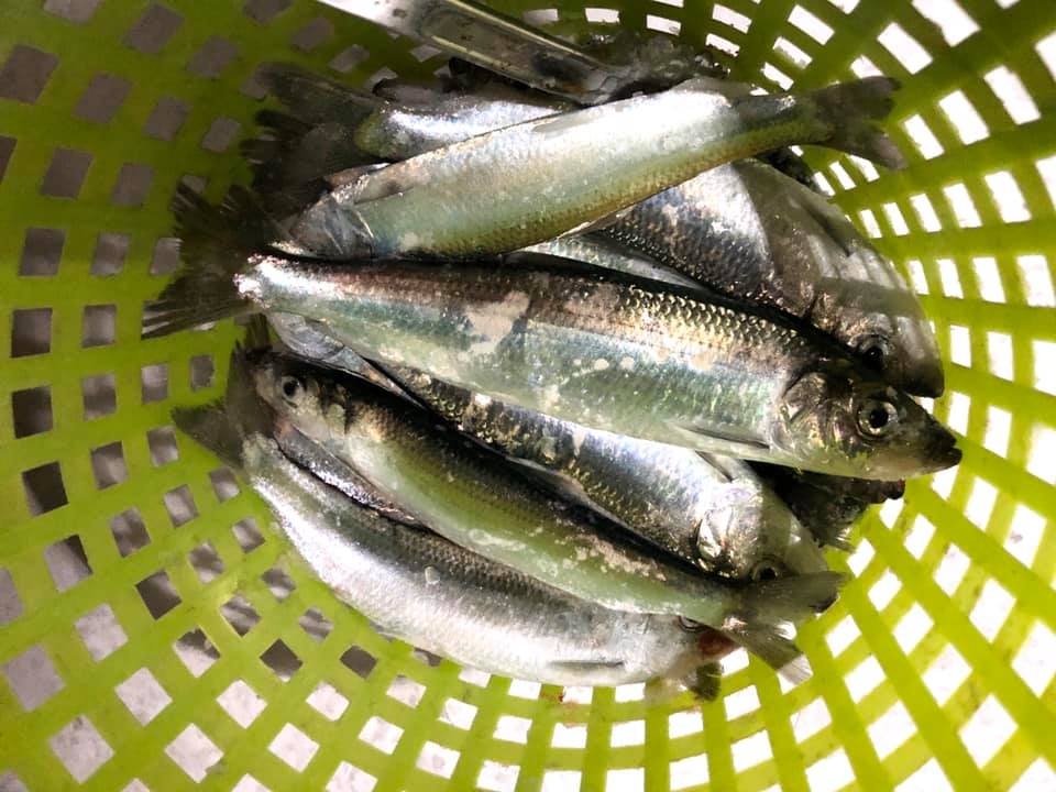 Read more about the article 日常｜初めてのにしん釣り