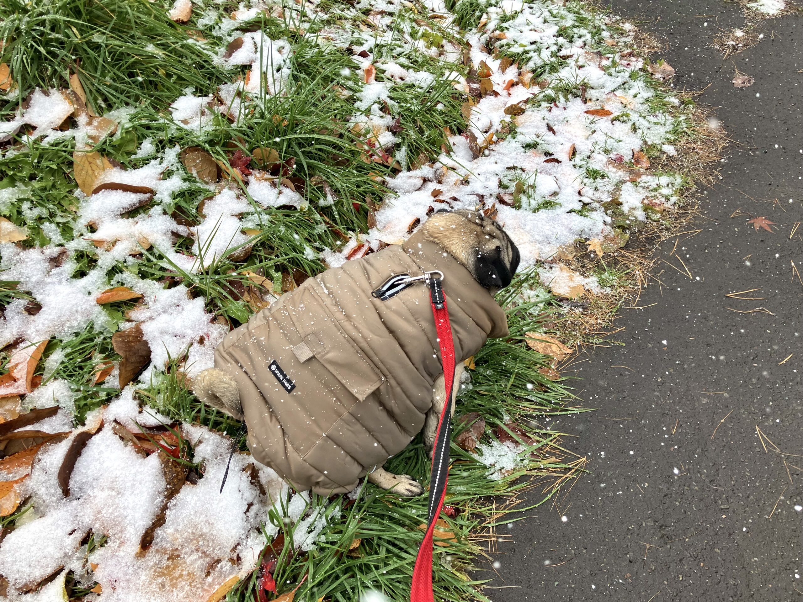 投稿についてもっと詳しく 冬とパグ