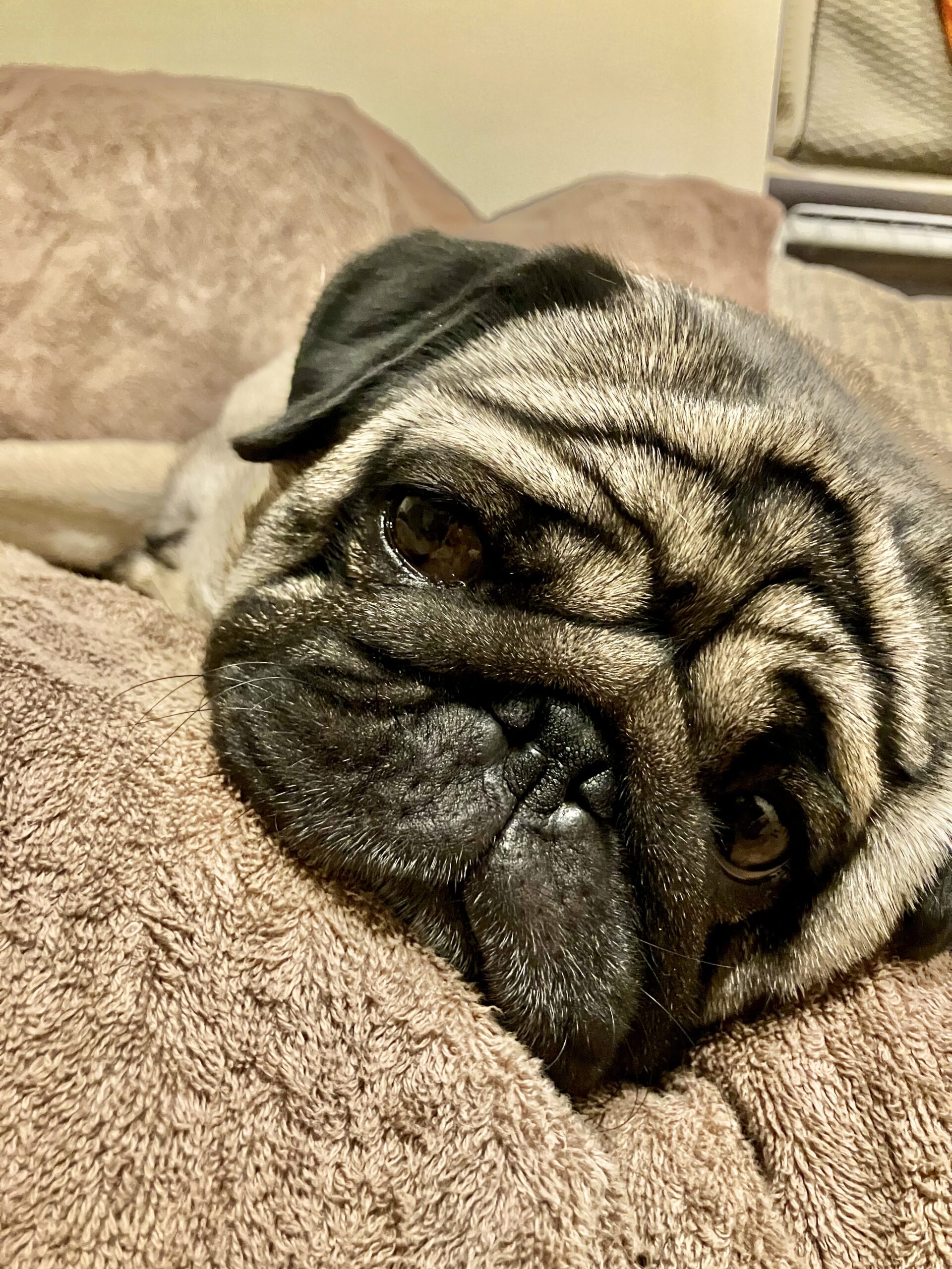 投稿についてもっと詳しく まる日記（パグ｜女の子）