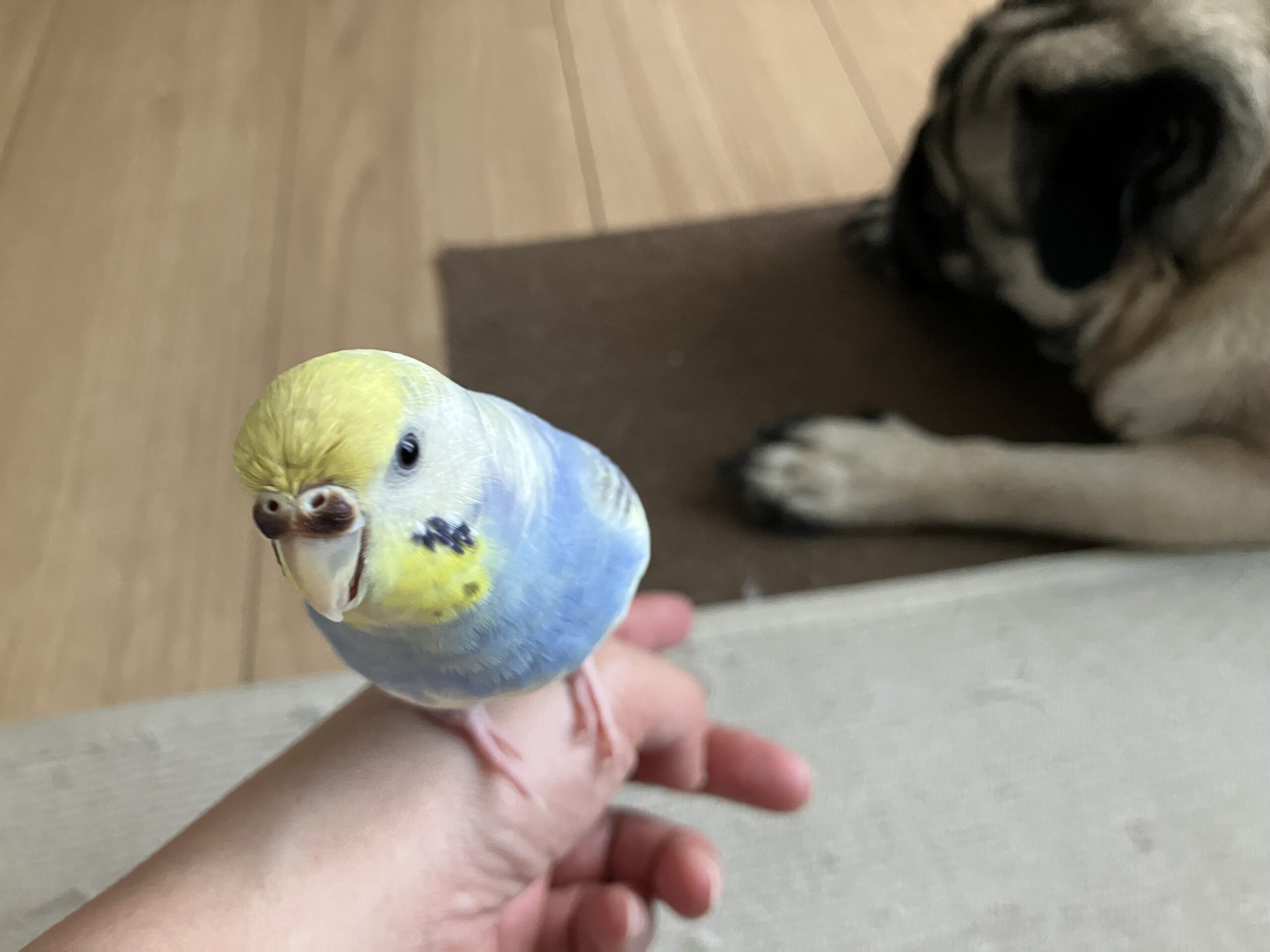 投稿についてもっと詳しく セキセイインコ、ソラの素顔
