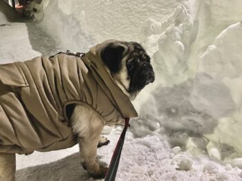 {{brizy_dc_image_alt entityId=